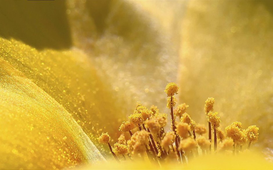 Пыльца растений
