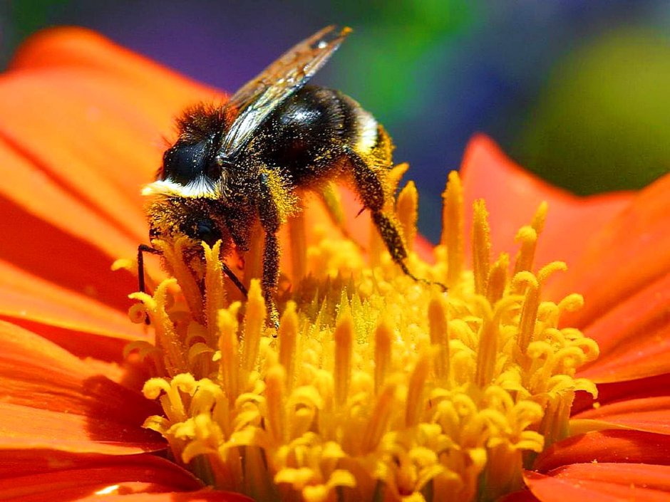 Пчелы на ярких цветах