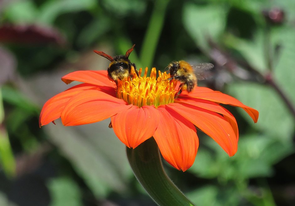 Оранжевая пчела