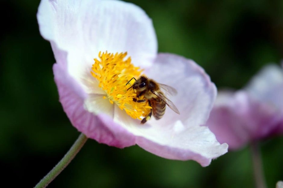 Пыльца на цветке