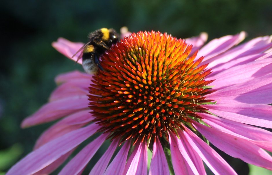 Эхинацея pollination