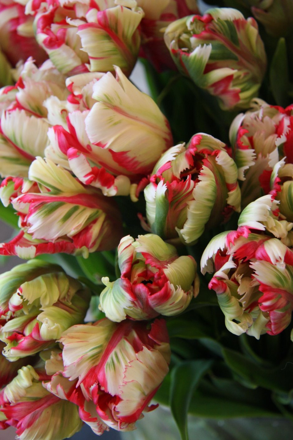 Estella Rijnveld тюльпан