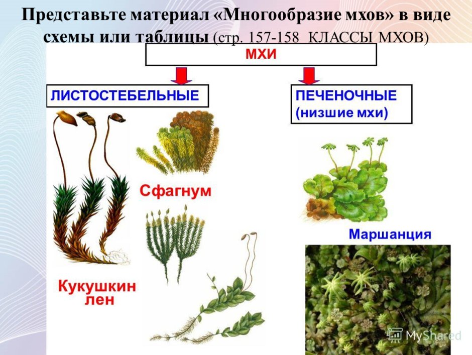 Печеночники и листостебельные мхи