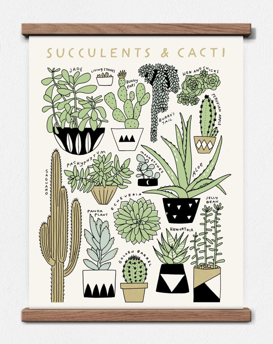 Орнаменты с кактусами и суккулентами