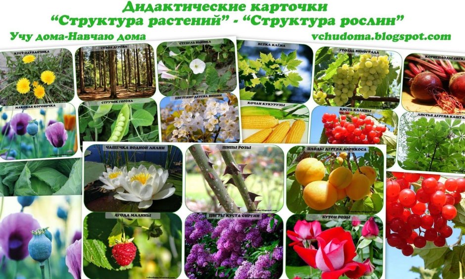 Разнообразный мир растений