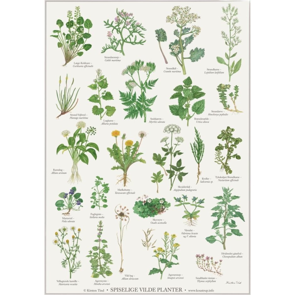 Плакаты с изображением растений