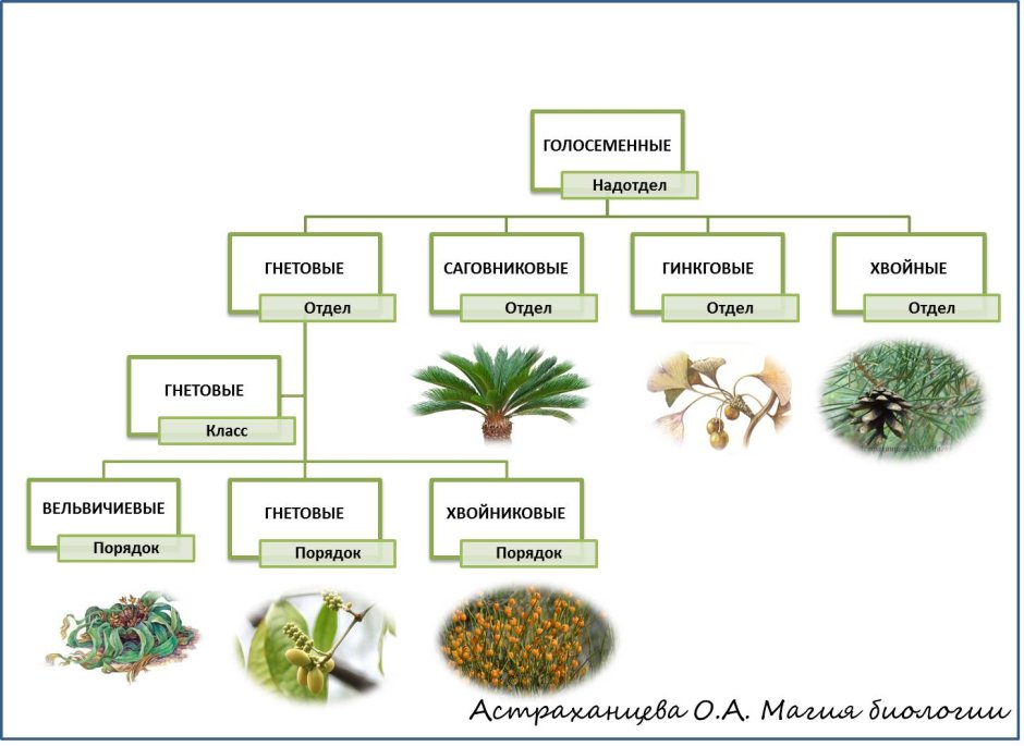 Классы отдела голосеменных растений