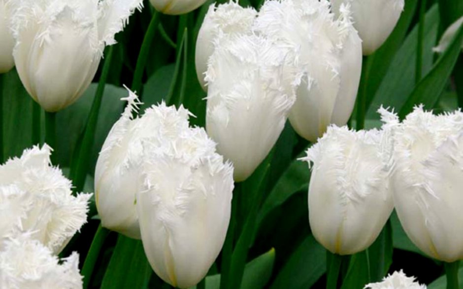 Тюльпан белый бахромчатый Кембридж