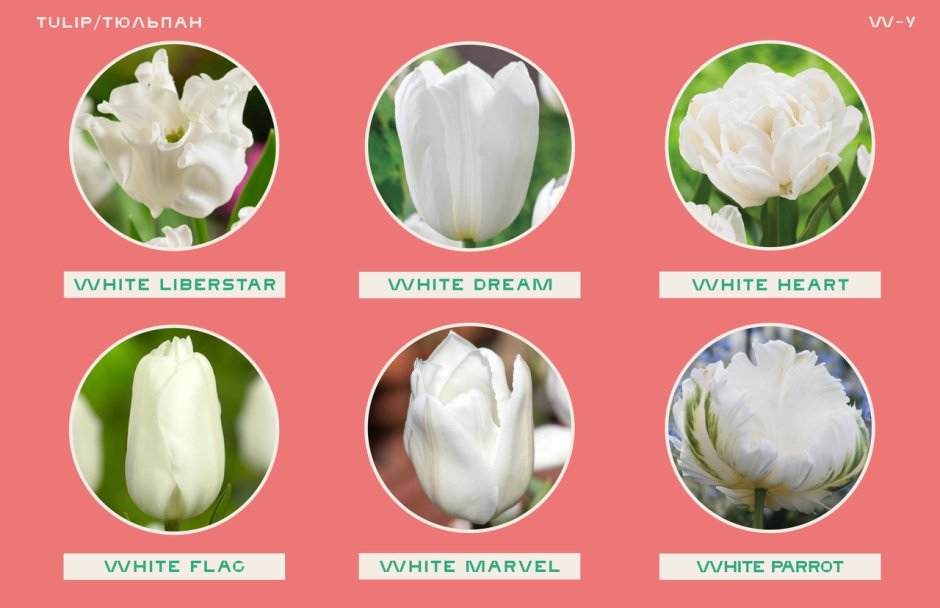 Тюльпан белый фото и описание
