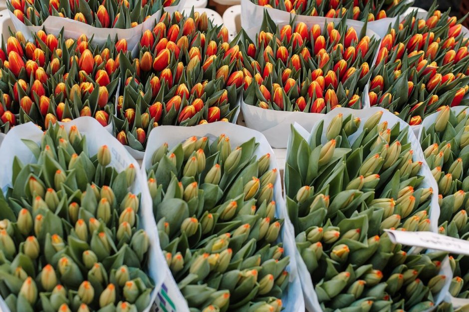 Сорта тюльпанов Голландия в срезке
