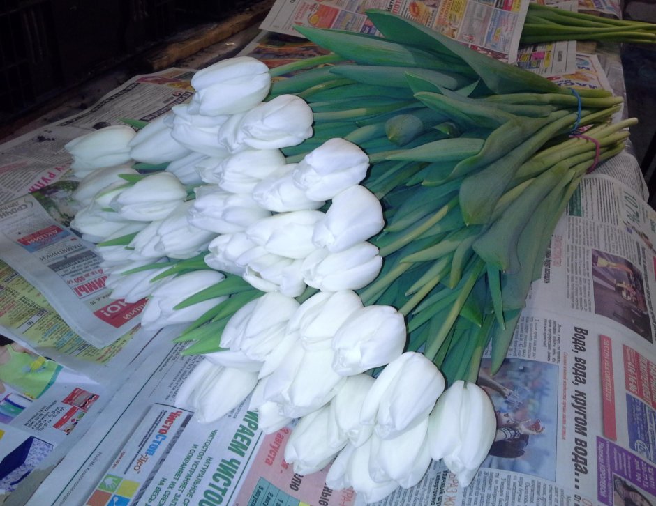 Белые сорта тюльпанов для выгонки