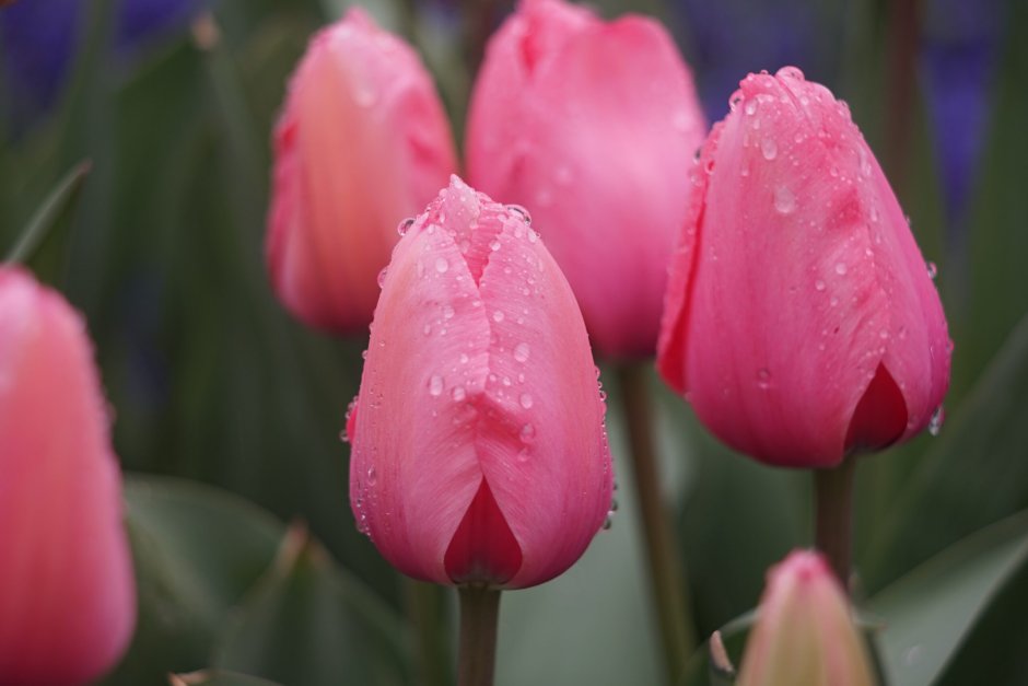 Ace Pink тюльпан