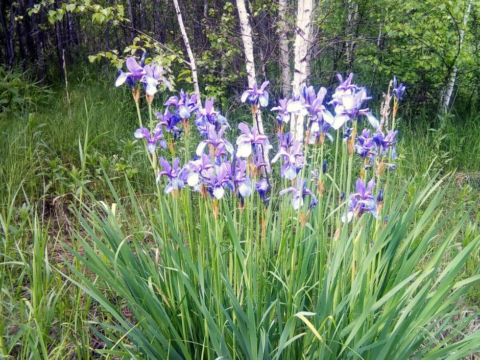 Голубые болотные цветы