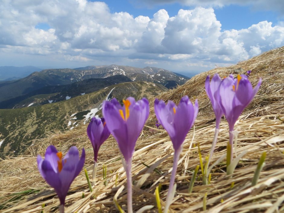 Крым Крокус Шафран