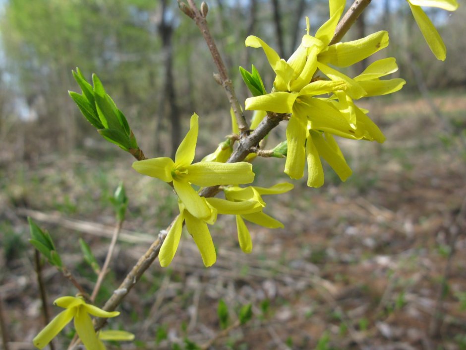 Форзиция европейская — Forsythia europaea