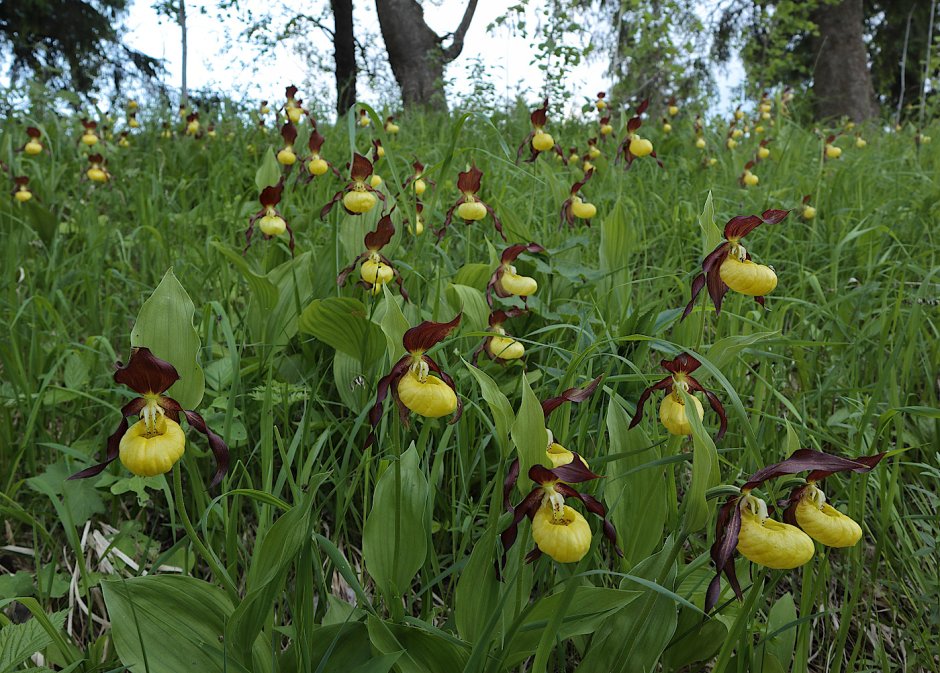 Венерин башмачок настоящий (Cypripedium calceolus)