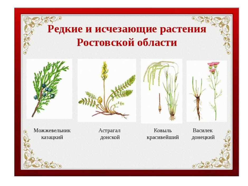 Растения из красной книги Ростовской области