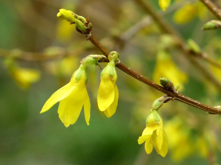 Forsythia ovata