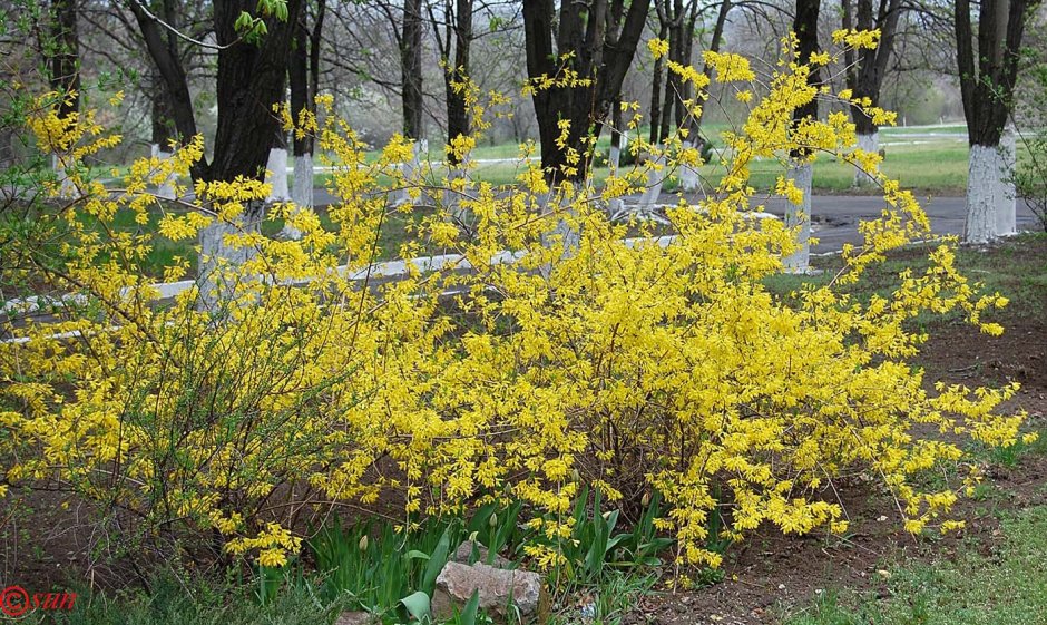 Форзиция европейская — Forsythia europaea