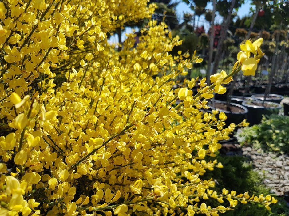 Раноцветущий кустарник с желтыми цветами