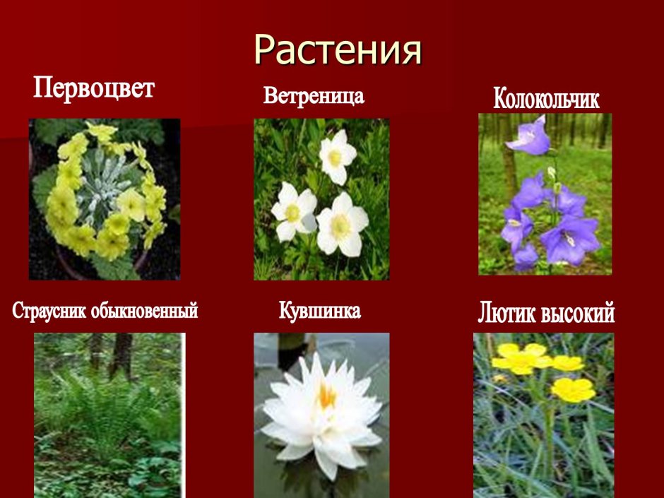 Растения занесённые в красную книгу России