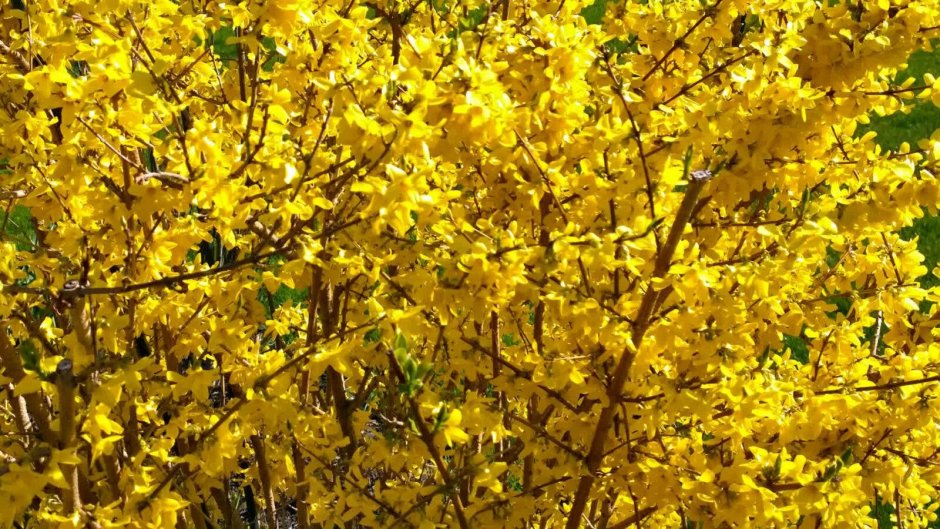 Кустарник с желтыми цветами ранней весной
