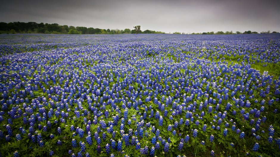 Bluebonnets (Техас) лугу