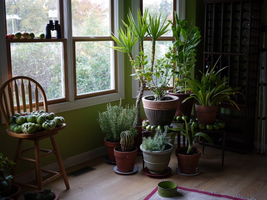 Растения в квартире