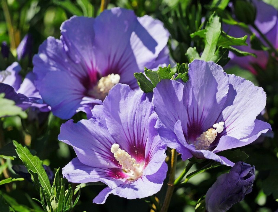 Гибискус (Hibiscus syr.) Ardens