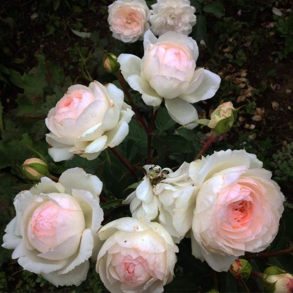 Роза сатина флорибунда