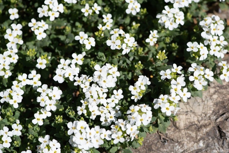 Травка покровная с белыми цветочками