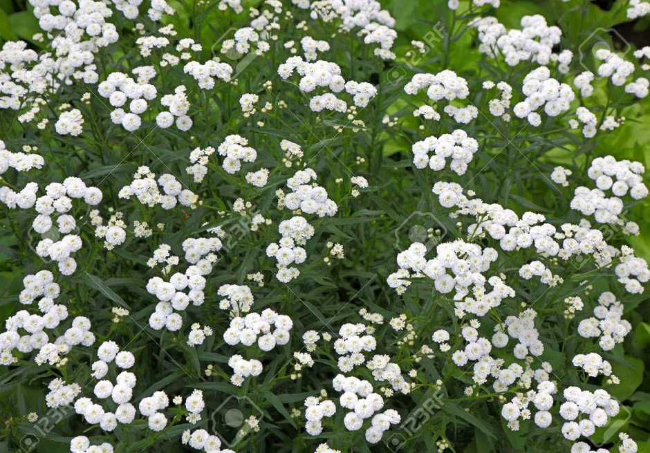 Садовое растение с маленькими белыми цветочками