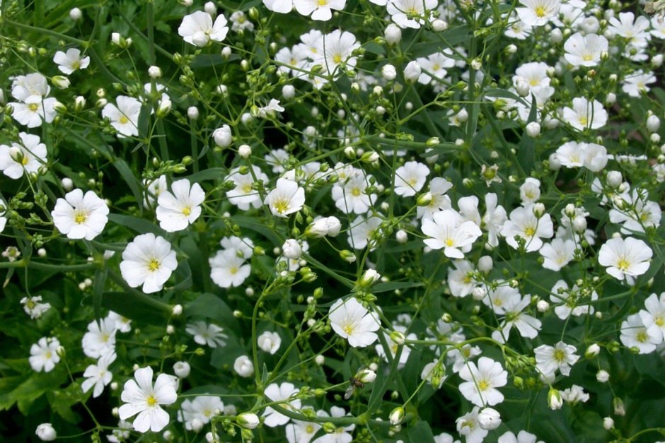 Мелкие белые полевые цветы