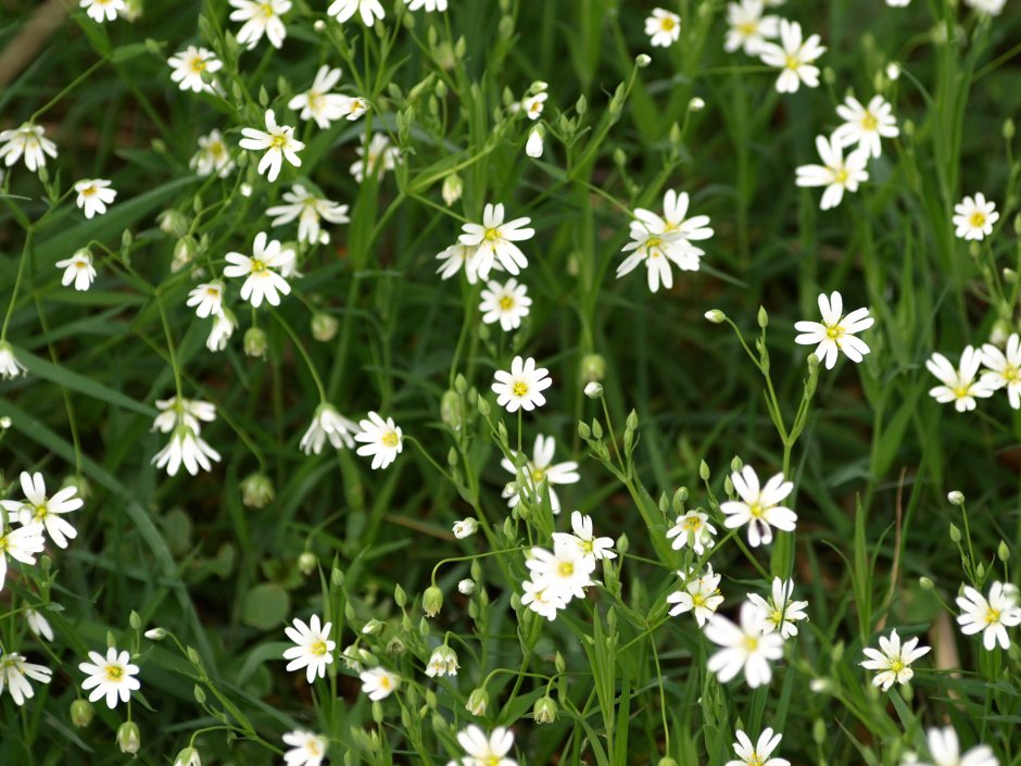 Гипсофила Gypsophila repens