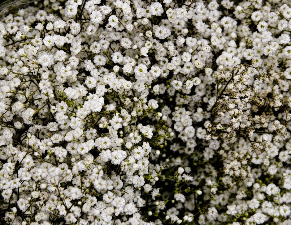 Почвопокровники белые цветы