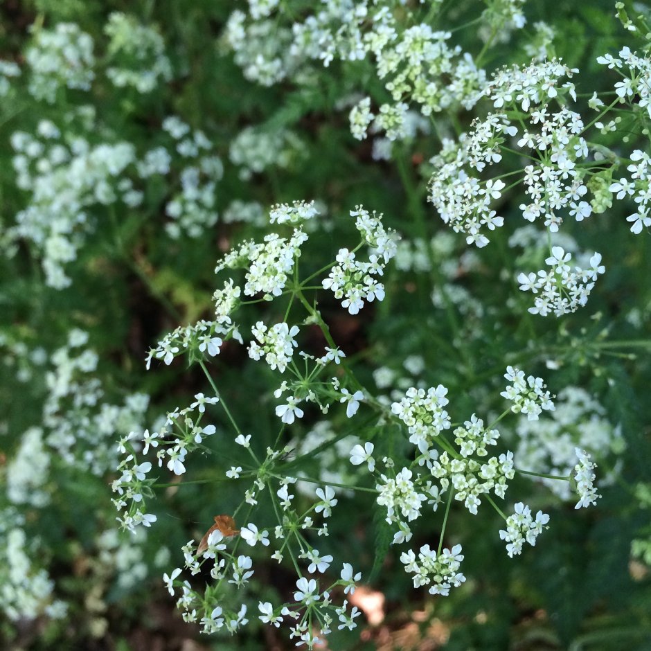 Растение с мелкими белыми цветочками