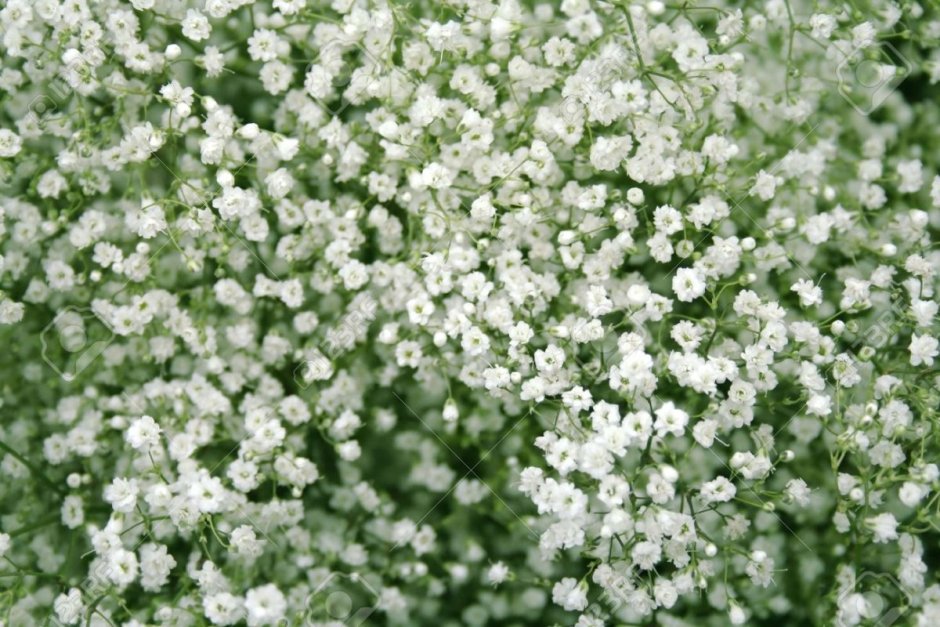 Картина с маленькими белыми цветочками