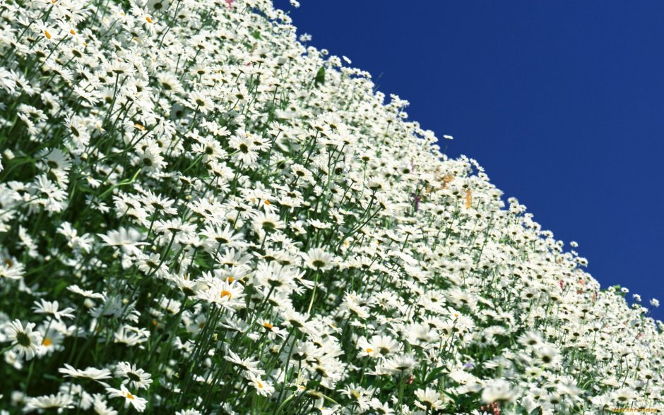Мелкоцветковый клематис белое облако