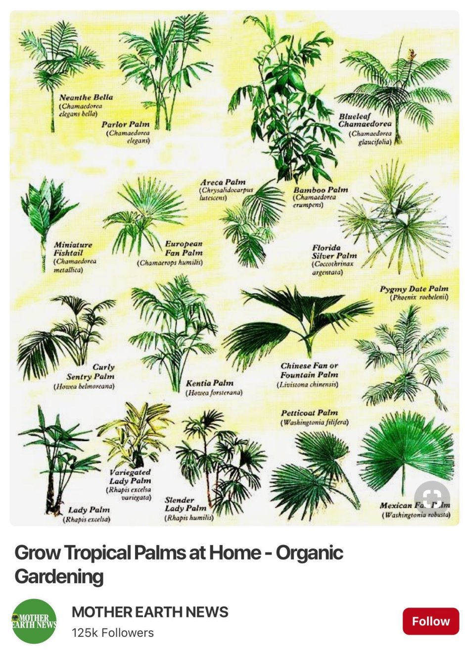 Классификация растения пальмы