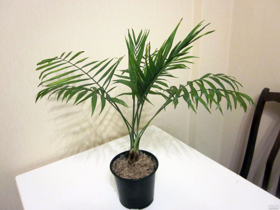 Комнатные растения семейства пальмовых