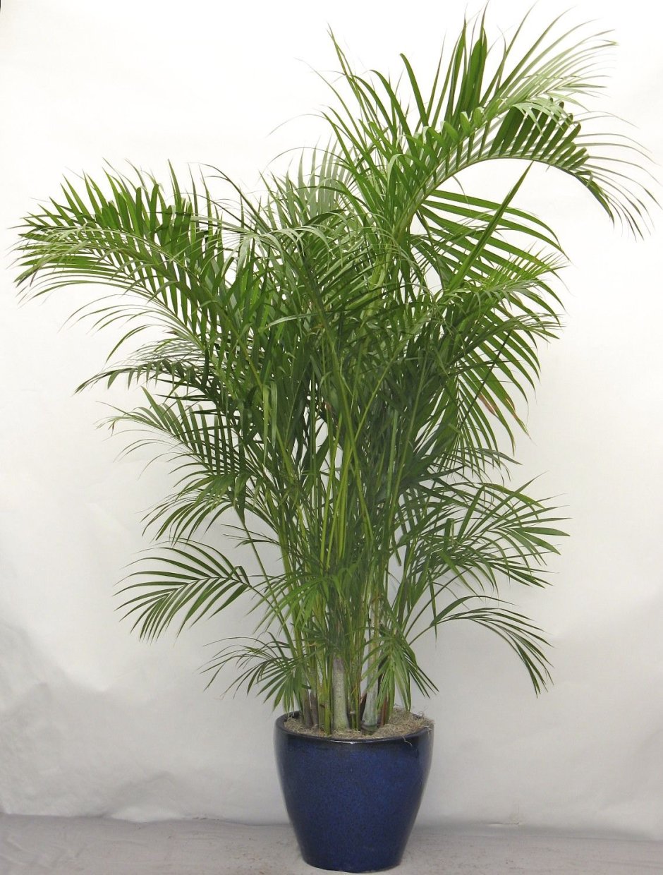 Areca lutescens