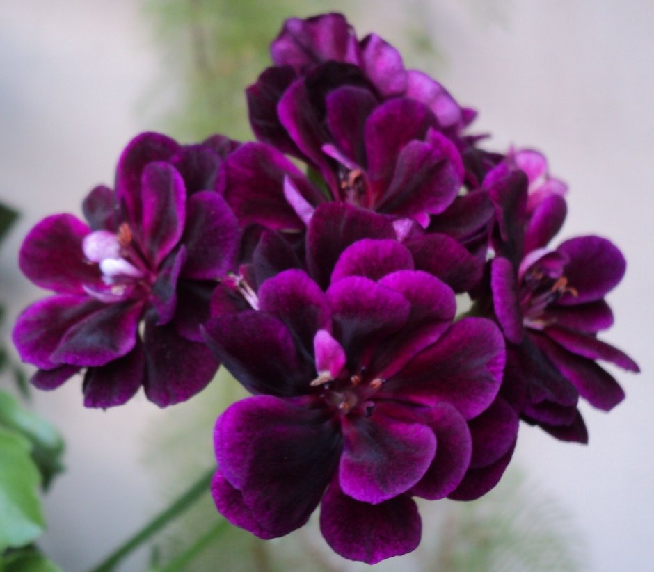 Пеларгония Королевская Regal Pelargonium