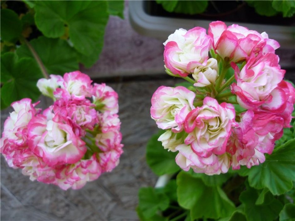 Pelargonium Roseum