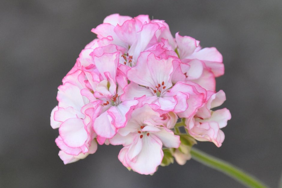 Пеларгония Happy Appleblossom