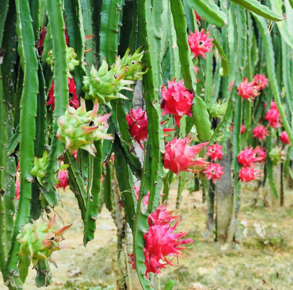 Плод кактуса питахайя