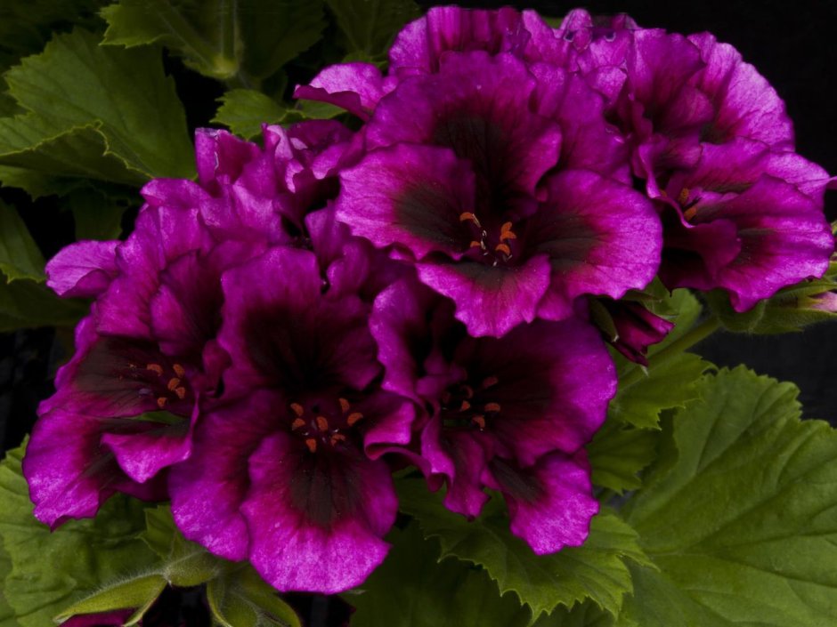 Пеларгония Pelargonium Florella Magenta