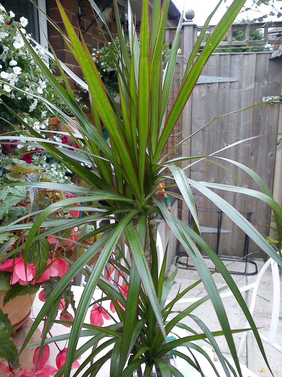 Комнатное растение с длинными узкими листьями