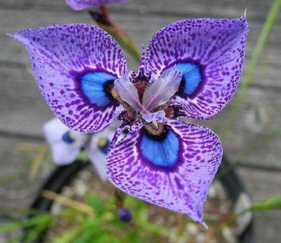 Необычные фиолетовые цветы