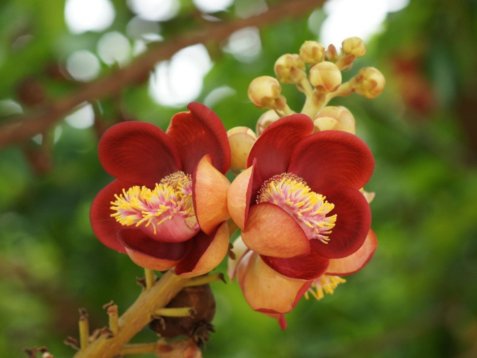 Цветок Кадупул растение