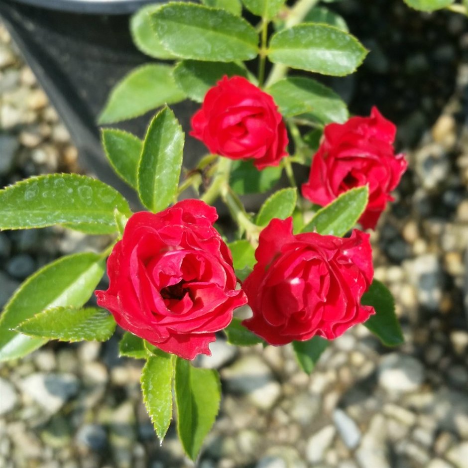 Роза Scarlet Meidiland